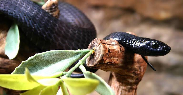 Snake farming in Kenya