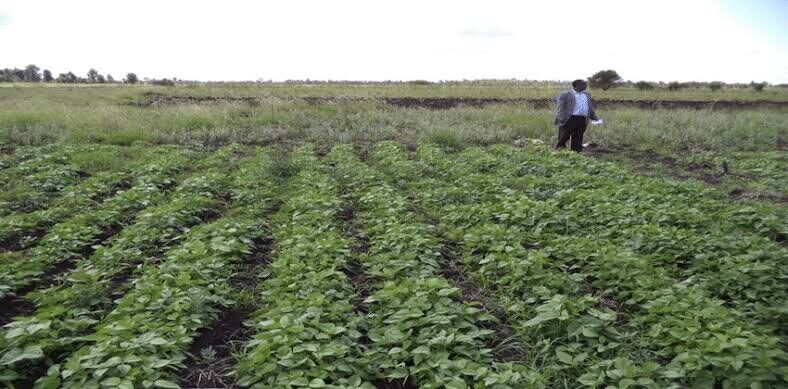 Green Grams Farming in Kenya