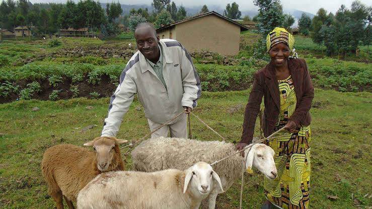 Sheep feed and nutrition management practices in Kenya