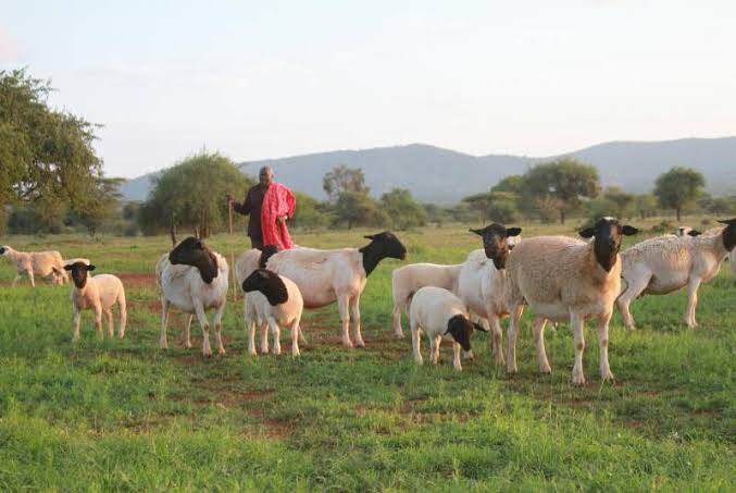 Sustainable Sheep Farming Practices in Kenya