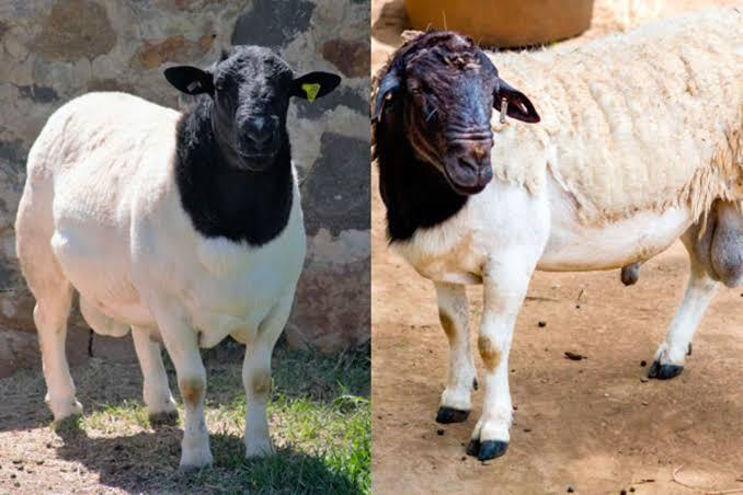 Blackhead Persian Sheep Farming in Kenya