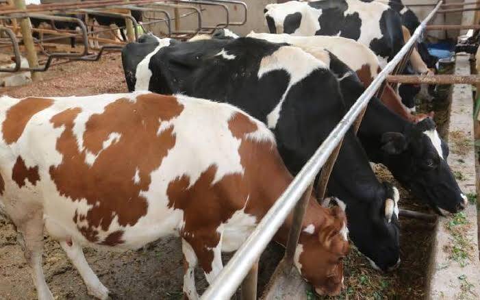 Crossbreeding in Kenyan Dairy Farming