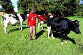 Challenges Facing Dairy Farming in Kenya