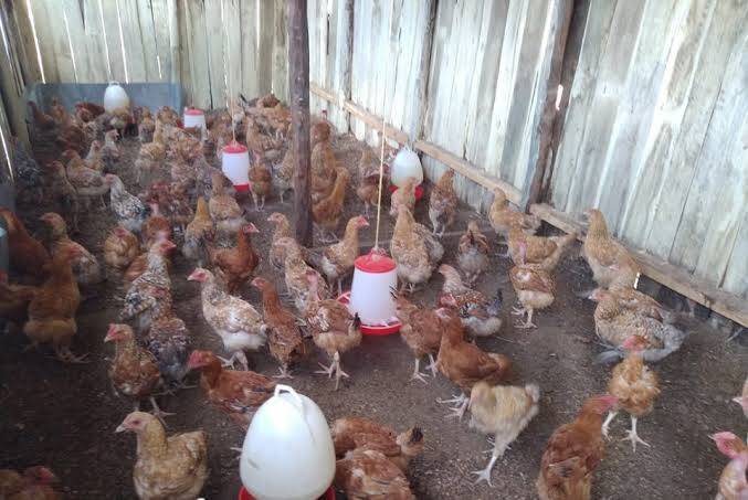 Improved Kienyeji Chicken Farming in Kenya