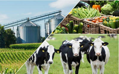 List of Best Agricultural Business Ideas In Kenya