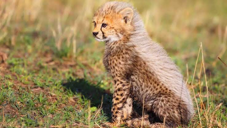 List of Problems Facing Wildlife in Kenya