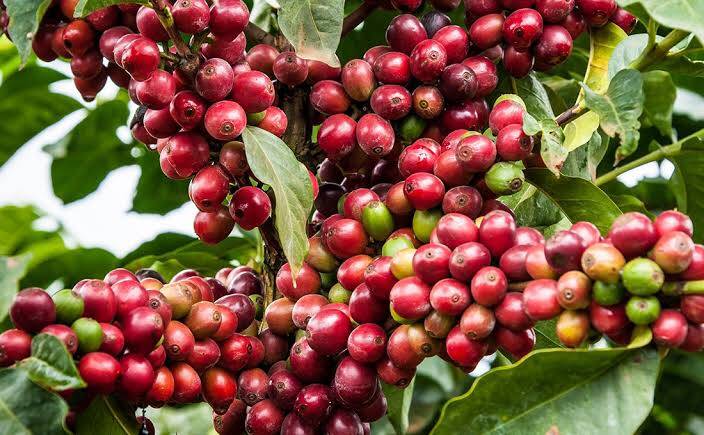 List of Problems Facing Coffee Farming in Kenya