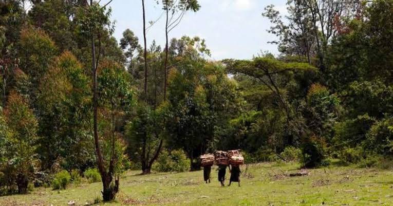 List of Problems Facing Forestry in Kenya