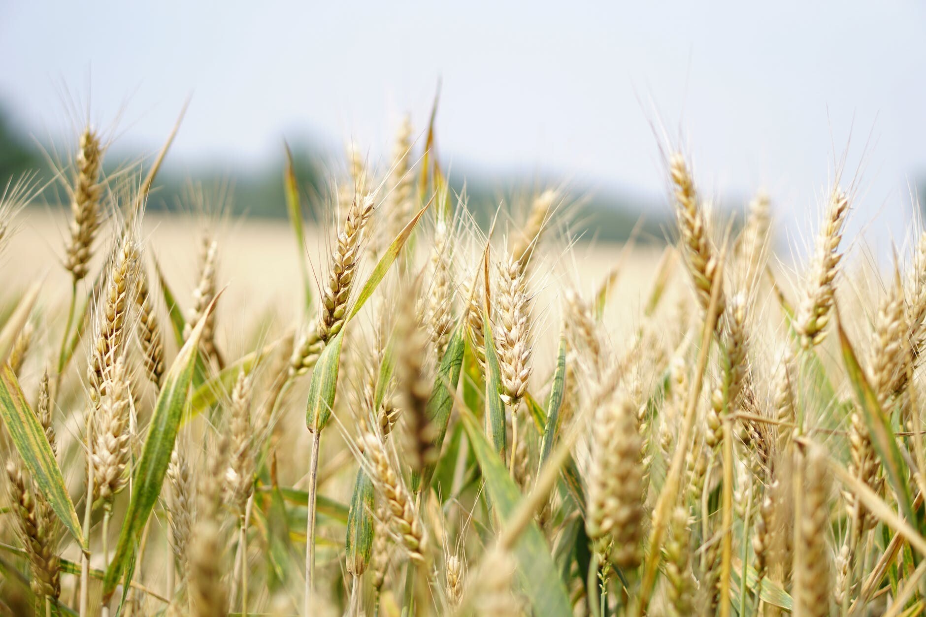 List of Problems Facing Wheat Farming in Kenya
