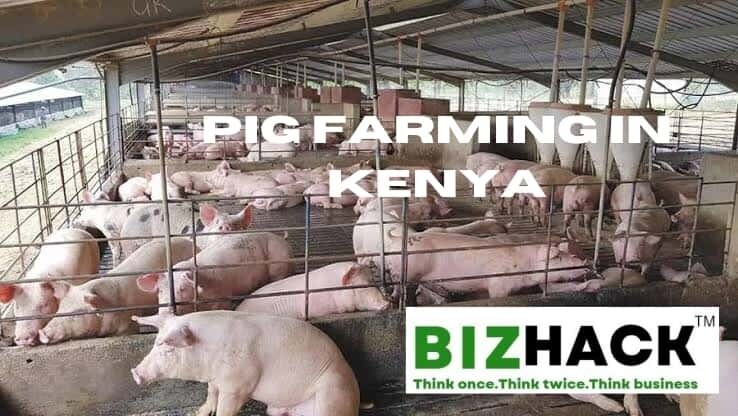 Pig farming in Kenya or how to raise pigs
