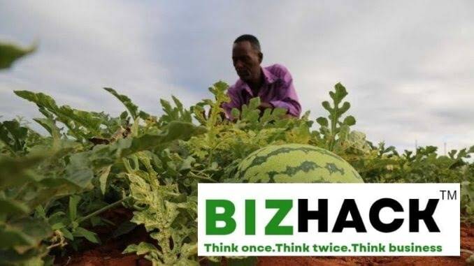Sukari F1 Watermelon farming in Kenya