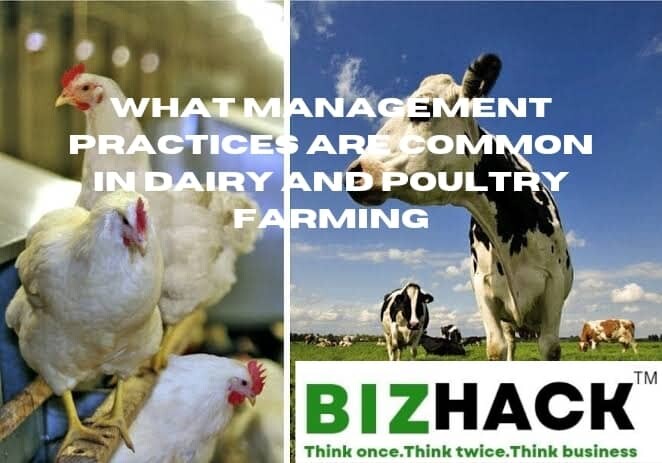What Management Practices are Common in Dairy and Poultry farming