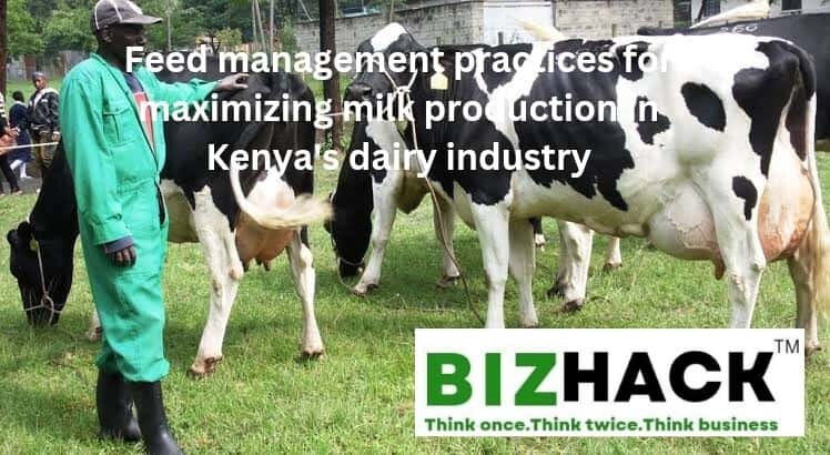 Feed management practices for maximizing milk production in Kenya's dairy industry