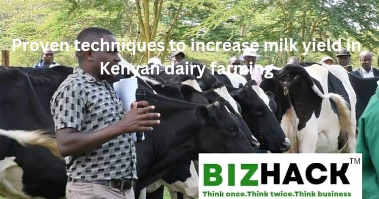 Proven techniques to increase milk yield in Kenyan dairy farming