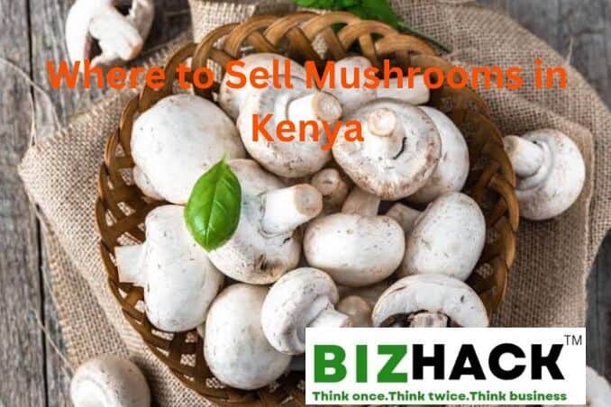 Where to Sell Mushrooms in Kenya list of mushroom buyers