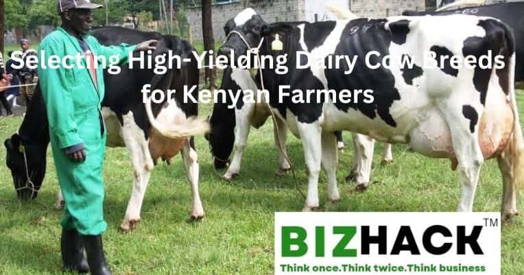 Selecting High-Yielding Dairy Cow Breeds for Kenyan Farmers