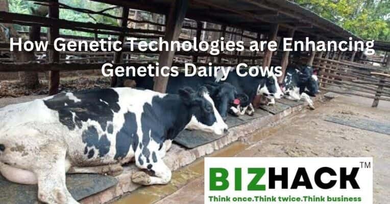 How Genetic Technologies are Enhancing Genetics Dairy Cows