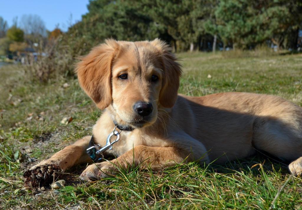 How to make money from dog breeding business in Kenya