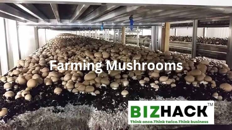 The Benefits and Potential of Mushroom Farming in Kenya