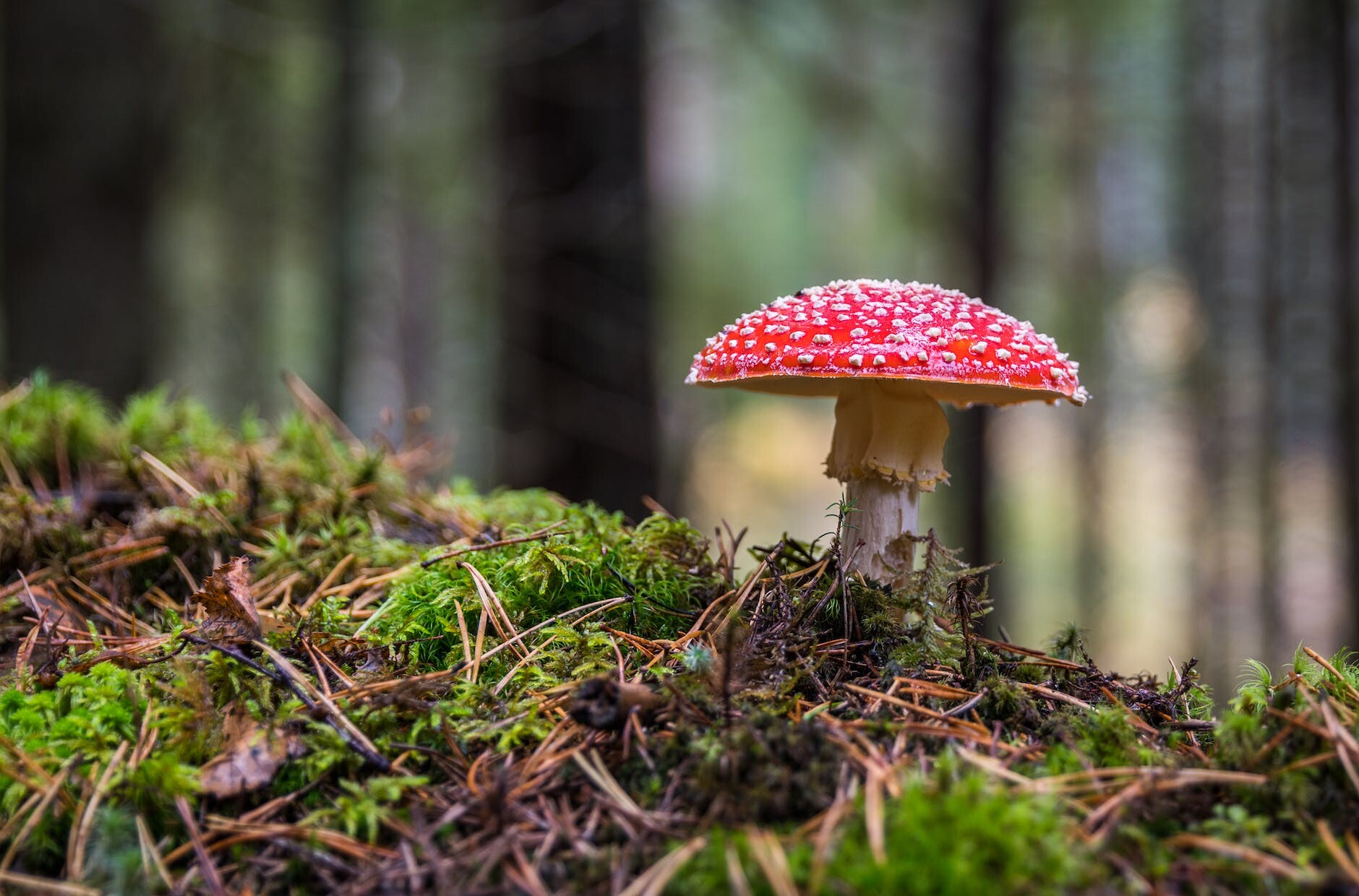 Different Types of Poisonous Mushrooms You Should Avoid