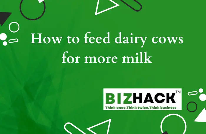 How to feed dairy cows for more milk
