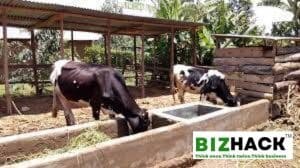 Feeding Strategies for Dairy Cows in Kenya