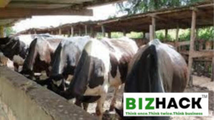 The Impact Of Technological Advancement On Dairy Farming In Kenya
