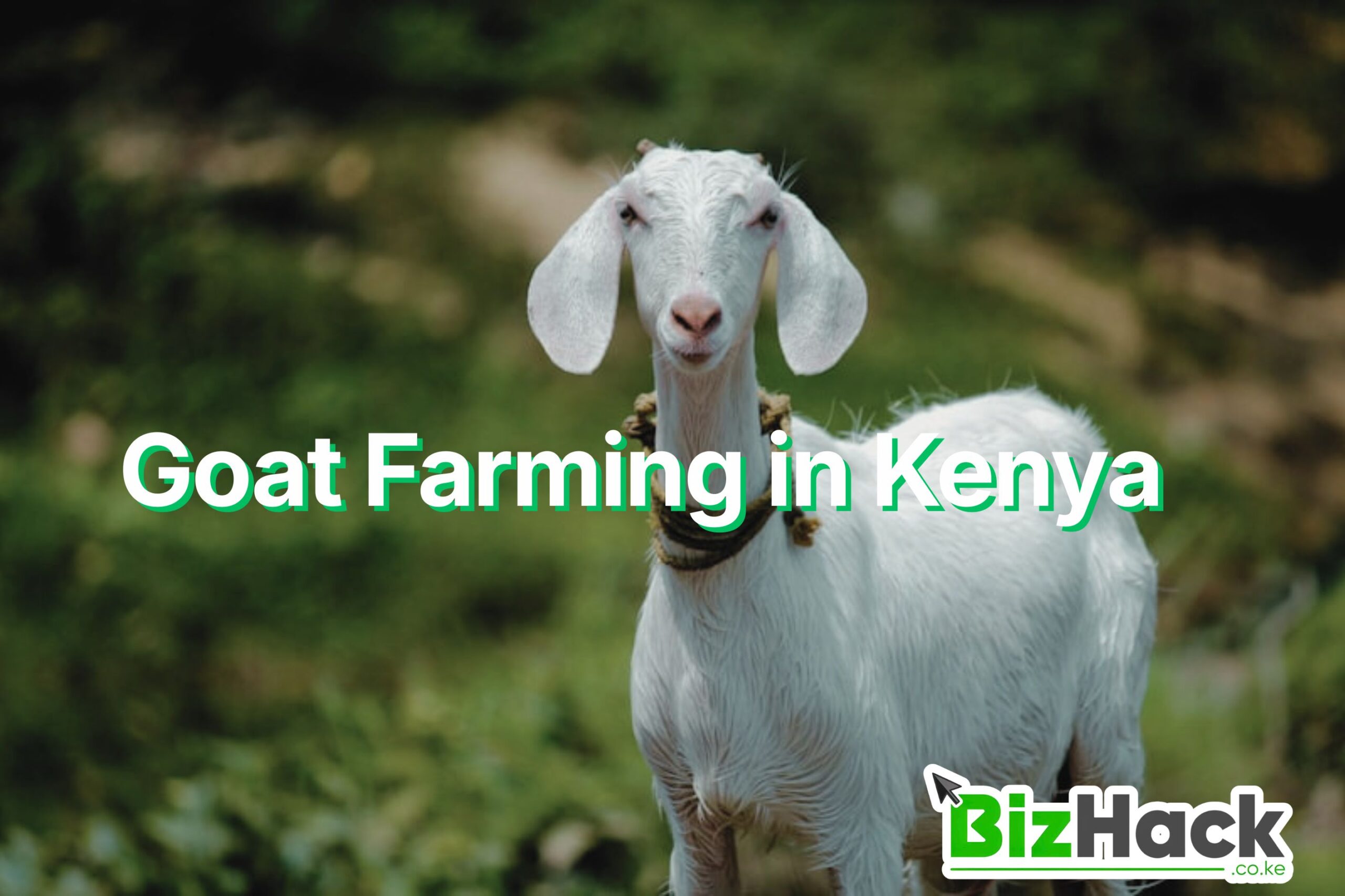 Goat Farming in Kenya: The Agribusiness Guide for Beginners