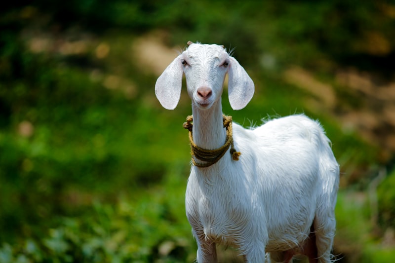 Goat Farming in Kenya: The Agribusiness Guide for Beginners